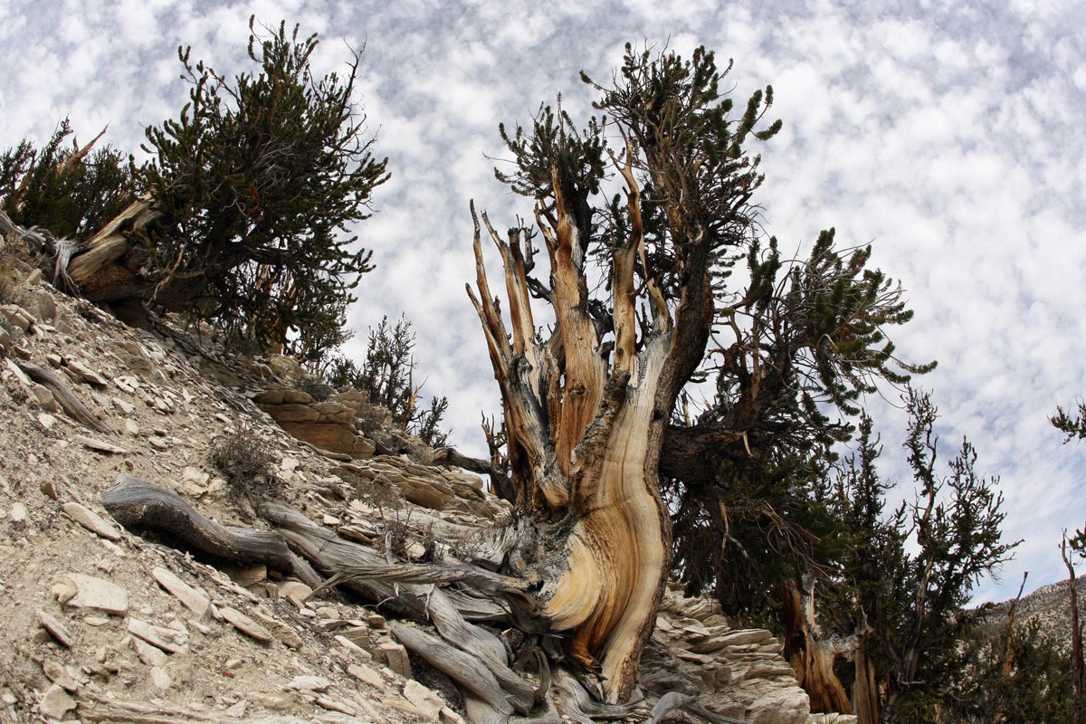 ancient-tree-california