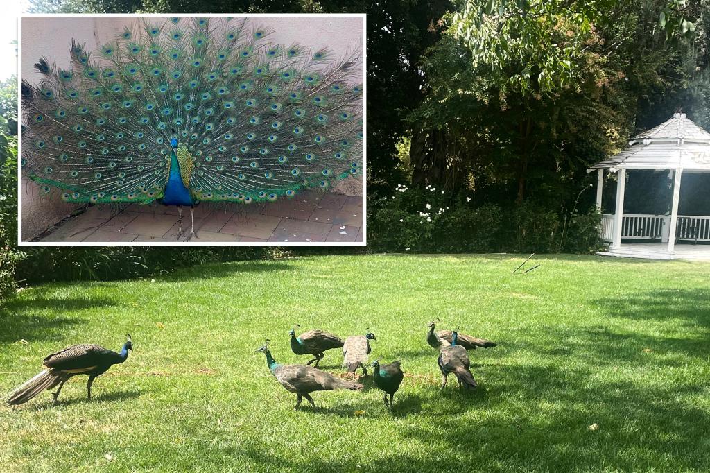 peacocks-disappearance-california-hotel