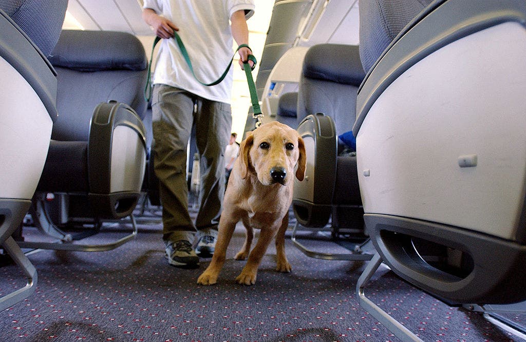 airline-travel-debate-massive-dog