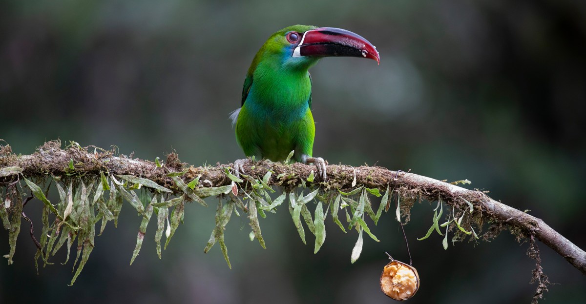 bird-migration-travel