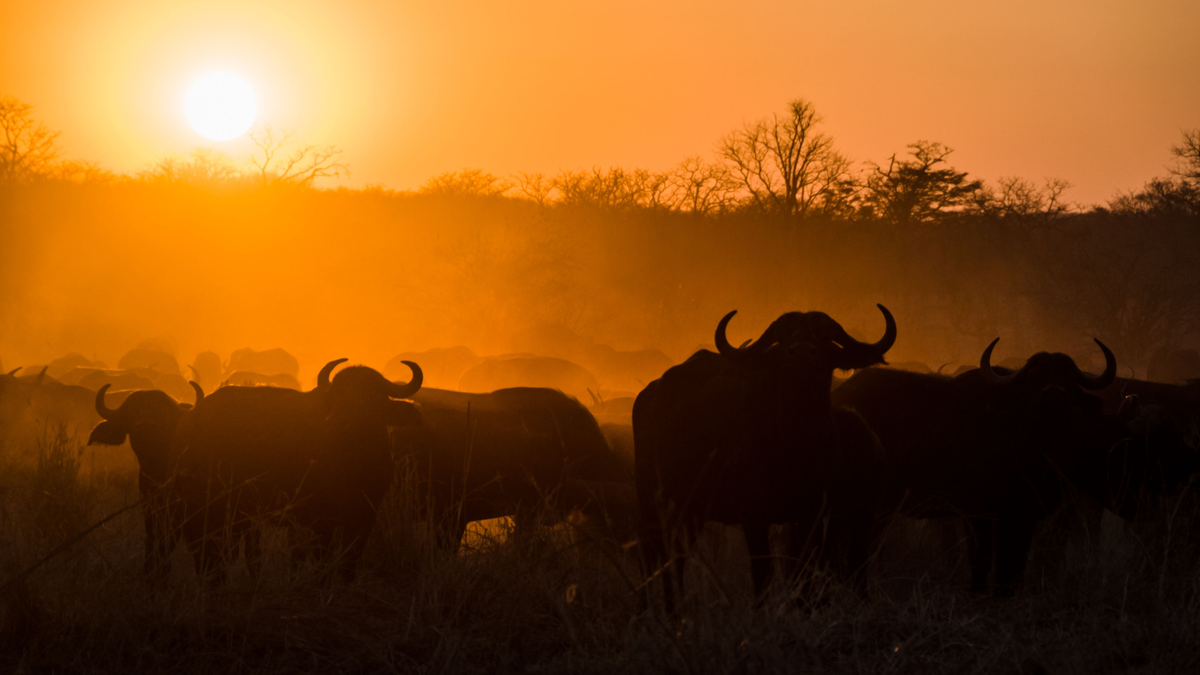 discovering-zimbabwe-yellow-zebra-safaris