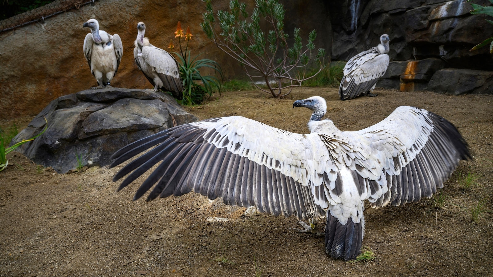 cape-vultures-los-angeles-zoo