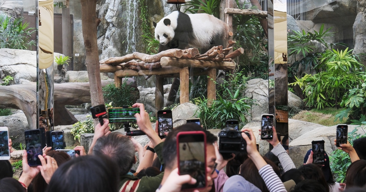 hong-kong-panda-cubs