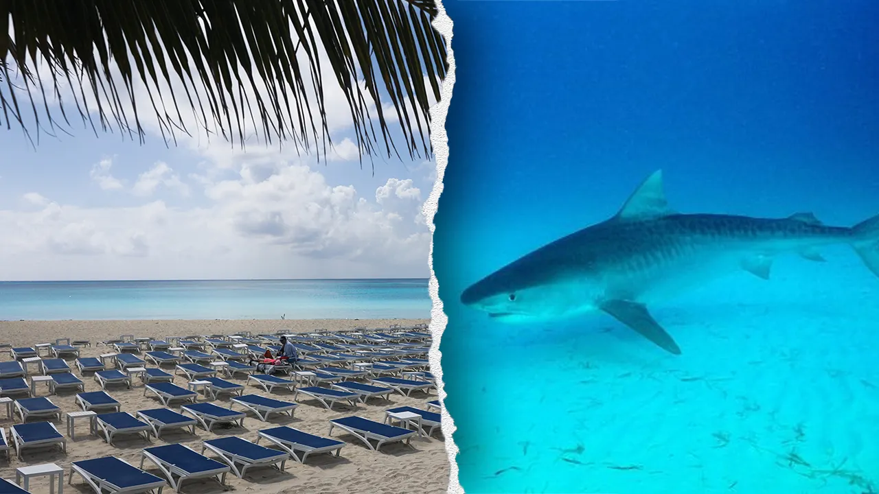 shark-attack-snorkeling-turks-caicos