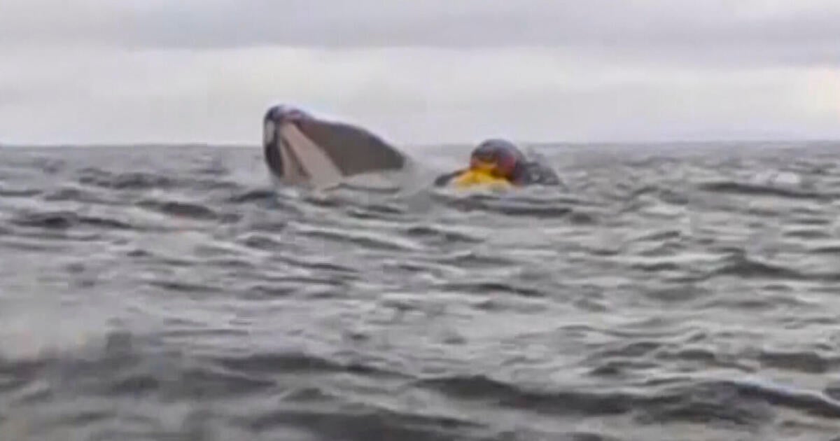 whale-encounter-kayaker