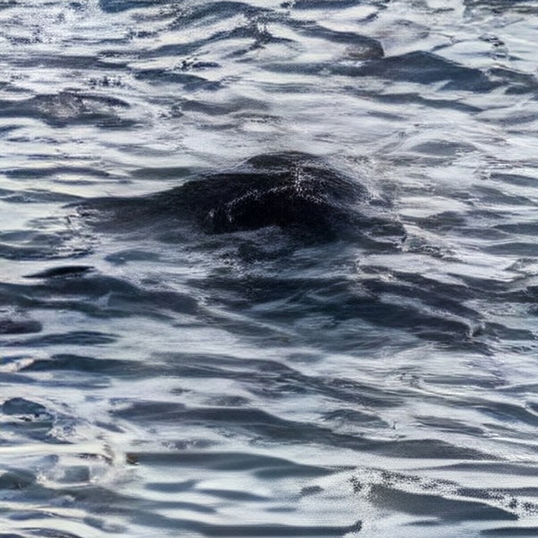 loch-ness-monster-sighting