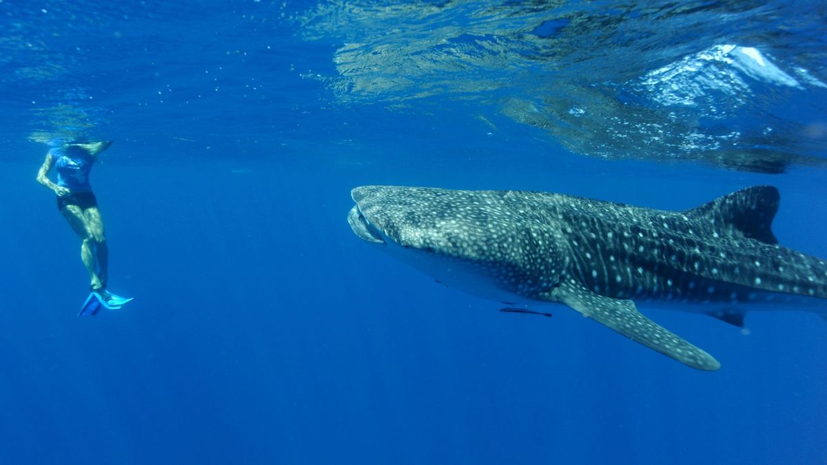 ningaloo-reef-australias-hidden-gem
