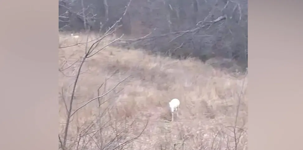 albino-deer-rare-sighting