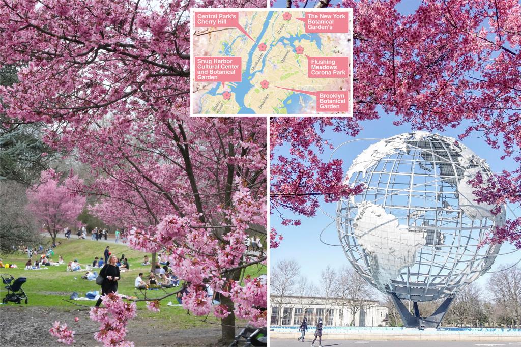 cherry-blossoms-nyc-2025