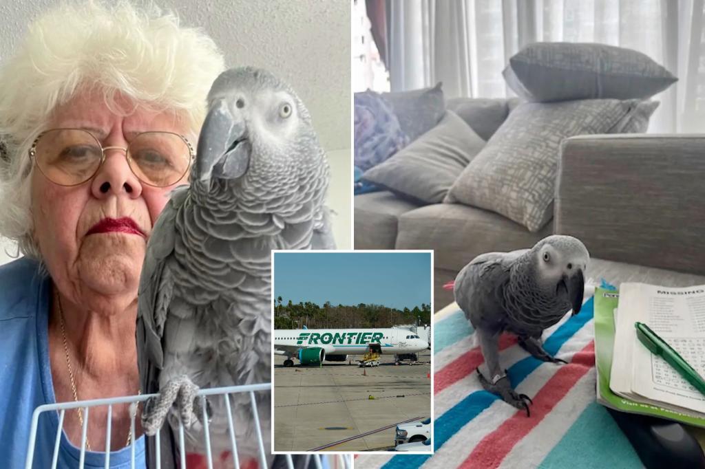 emotional-support-parrot-stranded-puerto-rico