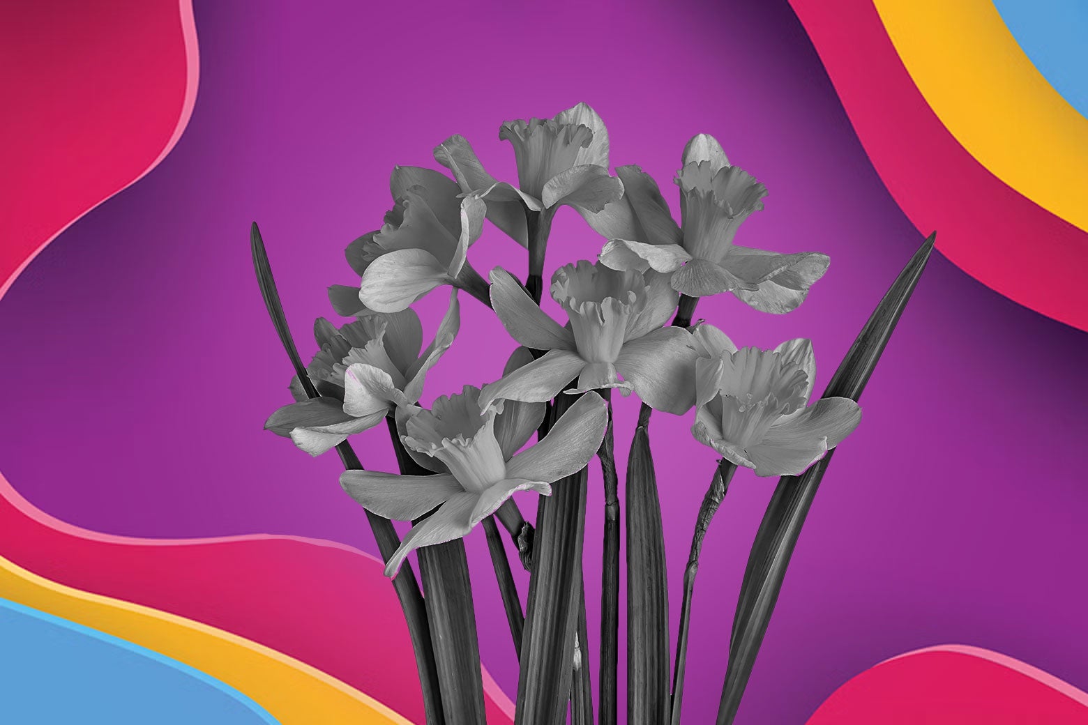 nyc-daffodils-spring-history