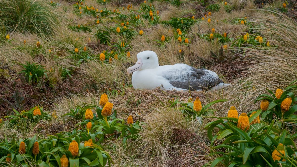 subantarctic-islands-wildlife