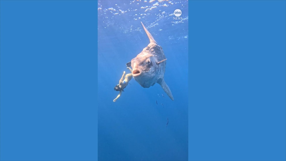 A Close Call Under The Waves Diver S Remarkable Encounter With A Sunfish Diver Encounter