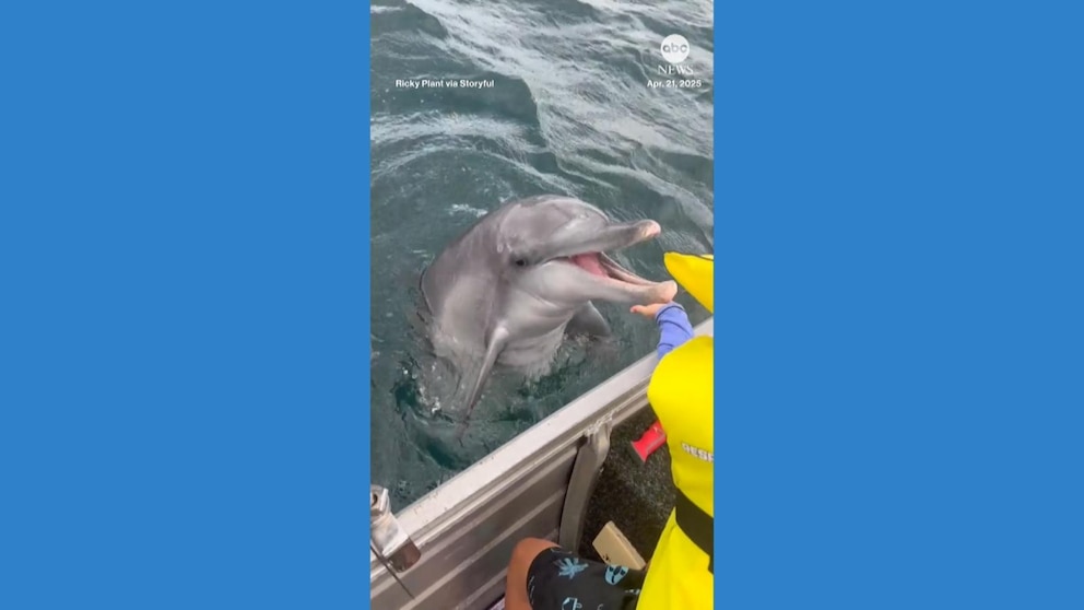 dolphin-encounter-boy