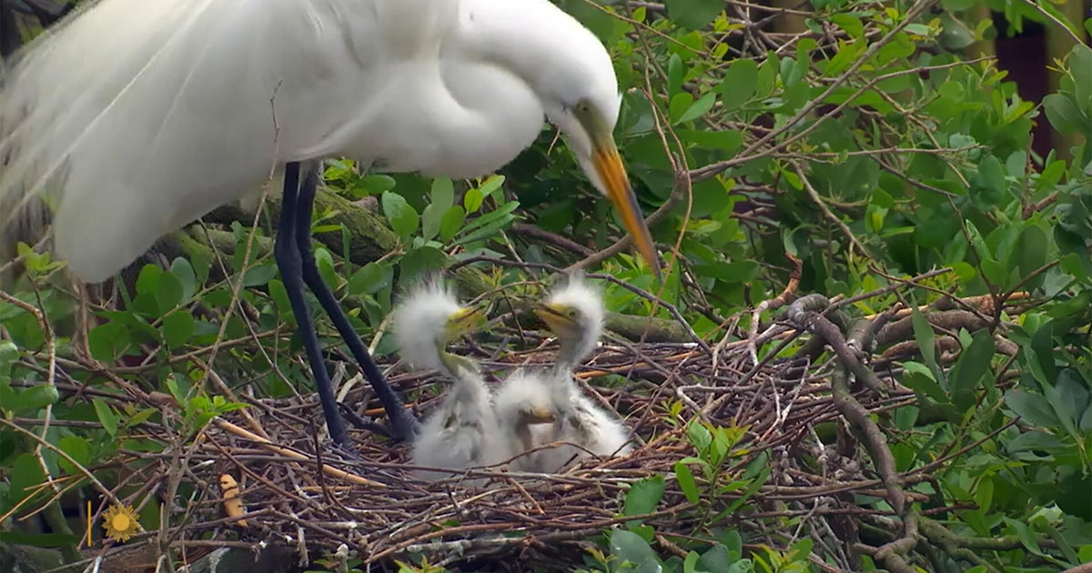 florida-birds-nesting-behavior