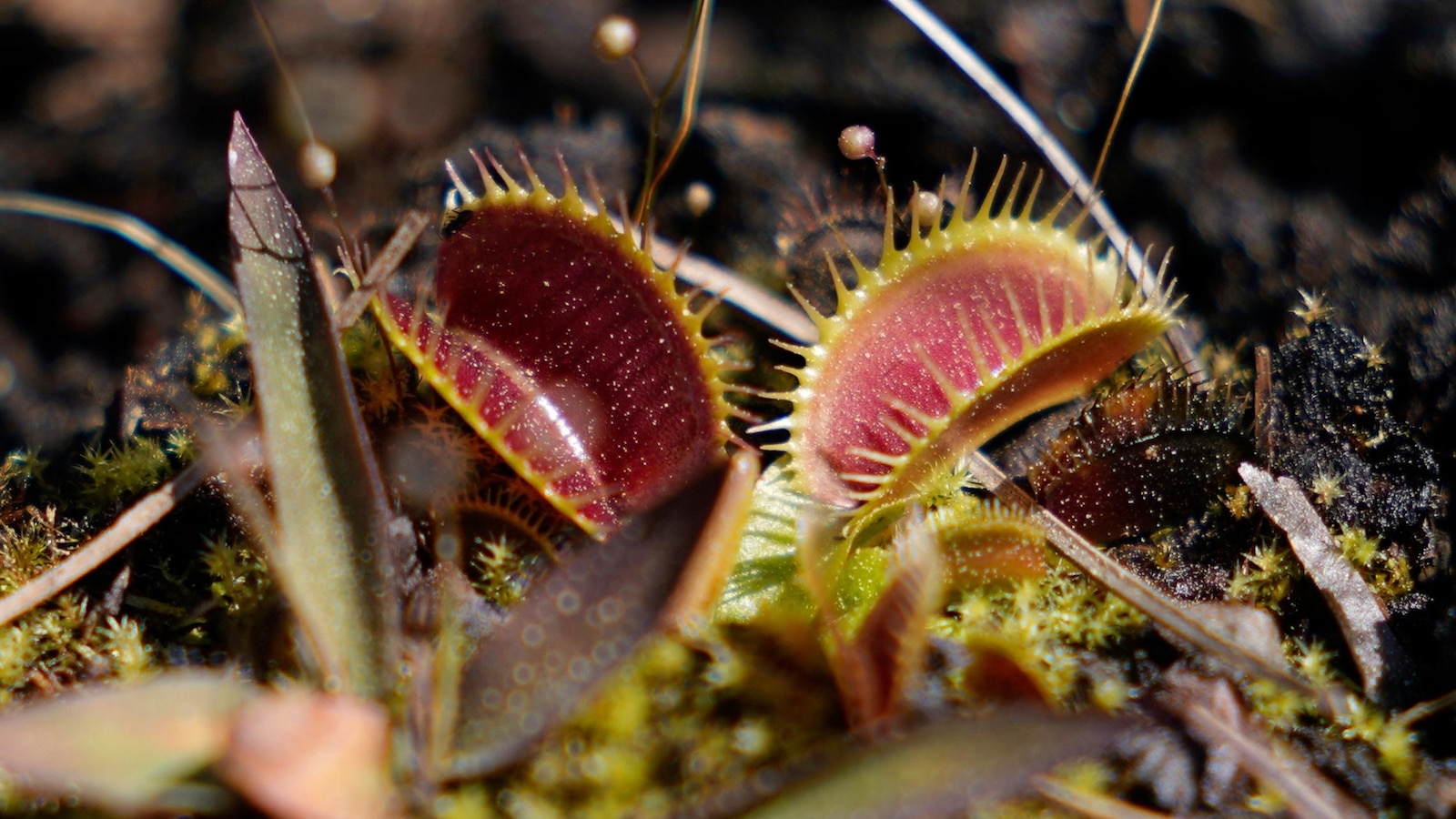 venus-flytrap-carolinas