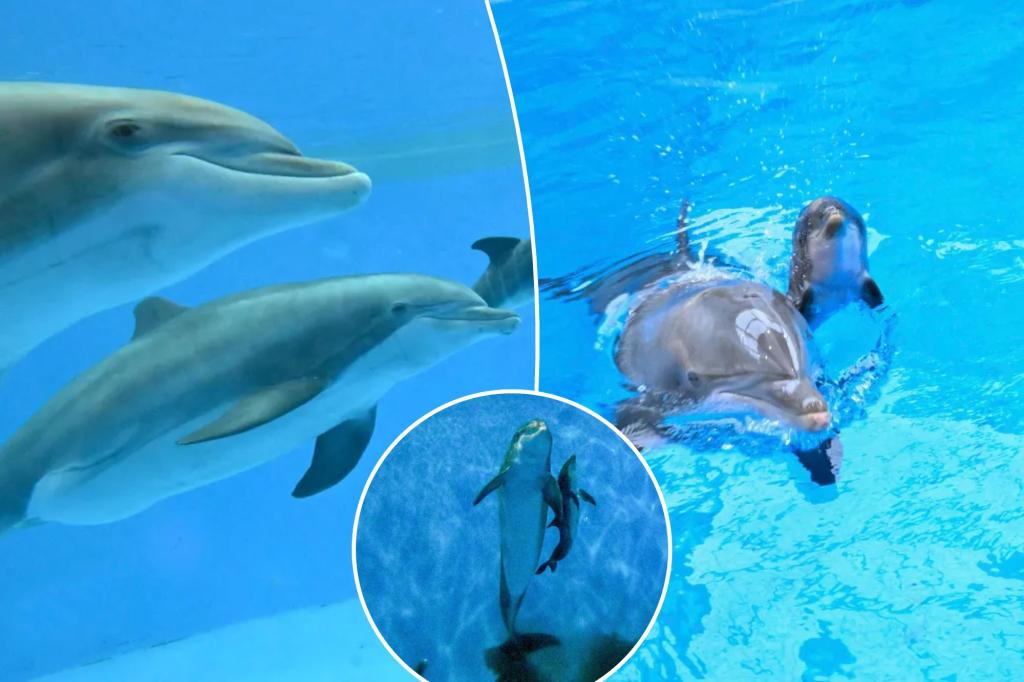bottlenose-dolphin-first-breath