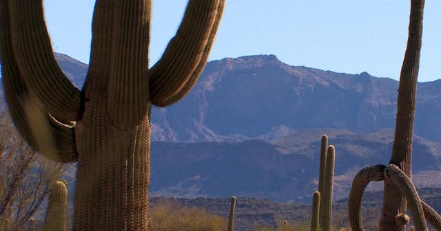 cactus-desert-survivors
