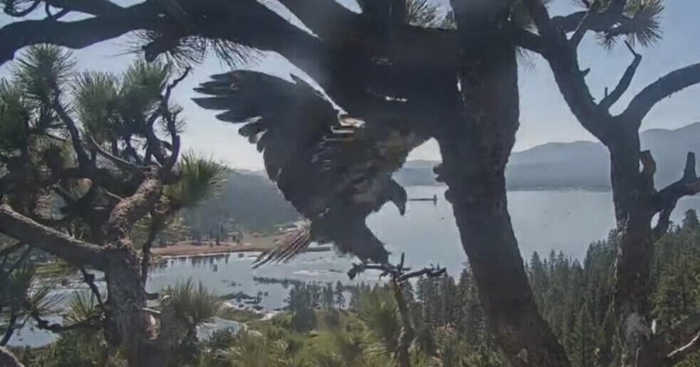 gizmo-bald-eagle-first-flight