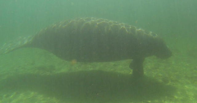 manatees-fascinating-world