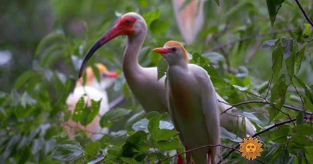 waterfowl-hidden-lives