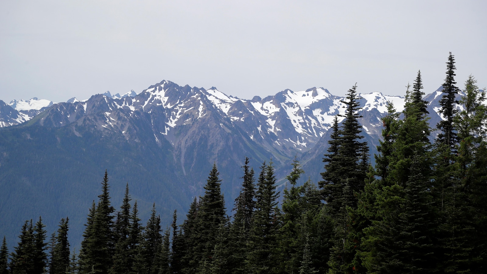 mountain-lion-attack-olympic-national-park