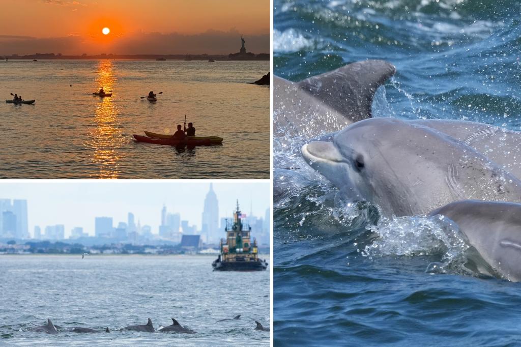bottlenose-dolphins-nyc-sightings